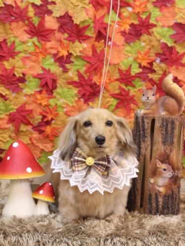 20241109モカちゃん 